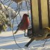 Pine Grosbeaks Jan 24 2016