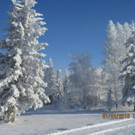 Hoar frost Jan 24 2016