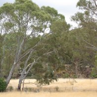 Australian Landscape