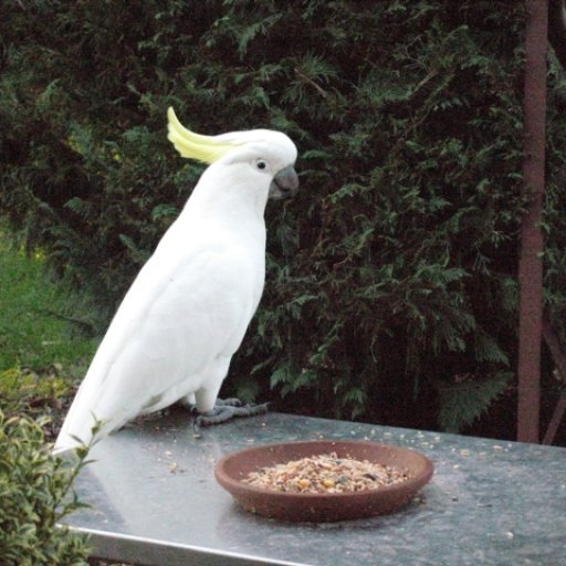 Cockatoo in Tasma Gardens