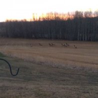 Elk Herd (2)