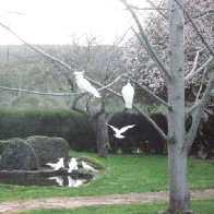 Cockatoos at Tasma Pond