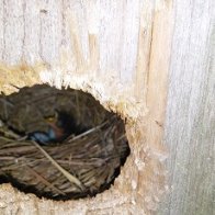 New Bluebird Baby.jpg