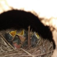 Three hungry babies