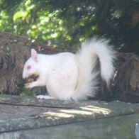 albino Squirrel 1s