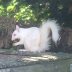 albino Squirrel 1s