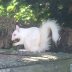 albino Squirrel 1s