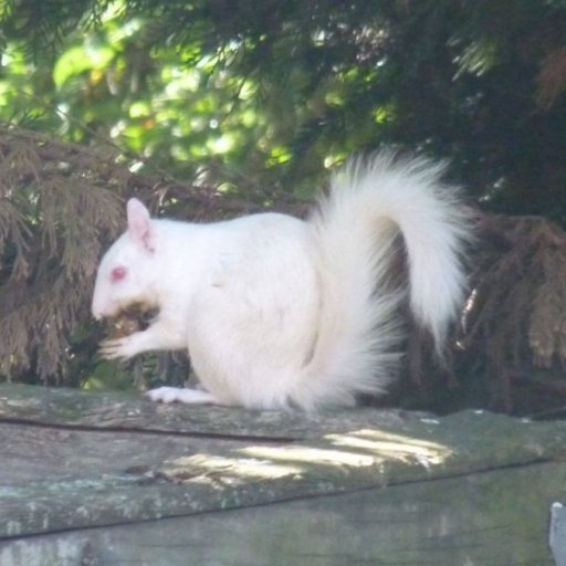 albino Squirrel 1s