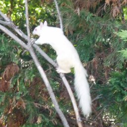 albino squirrel 2s.JPG.jpg