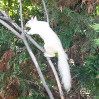 albino squirrel 2s
