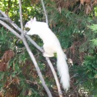 albino squirrel 2s.JPG.jpg