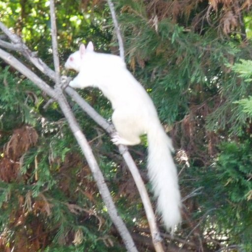 albino squirrel 2s