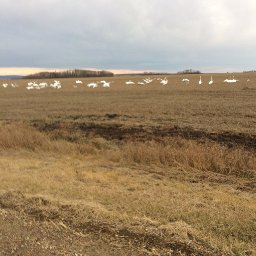 trumpeter swans Oct 28 2017.JPG.jpg