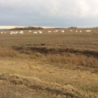 trumpeter swans Oct 28 2017