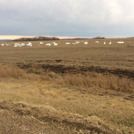 trumpeter swans Oct 28 2017