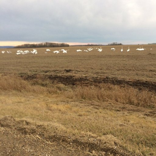 trumpeter swans Oct 28 2017