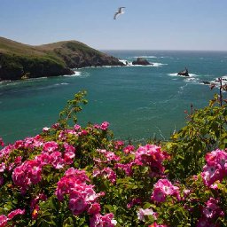 California Dulcimer Dreamin'