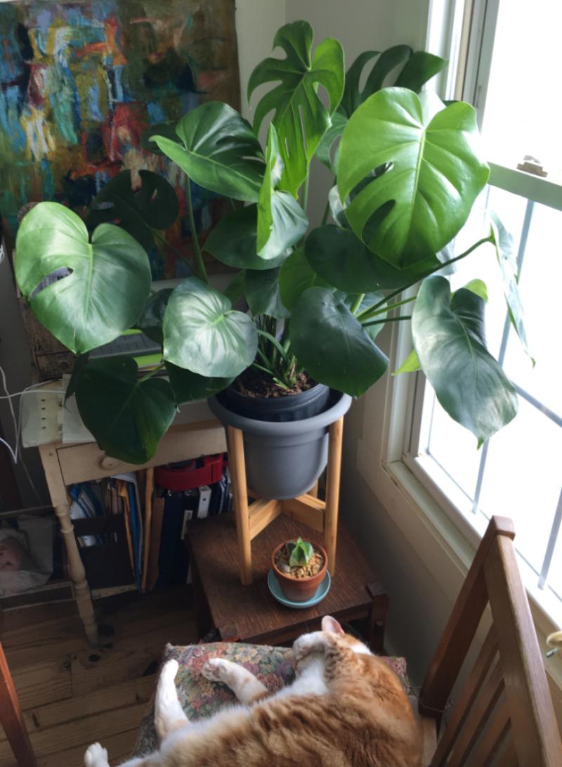 monstera.jpg