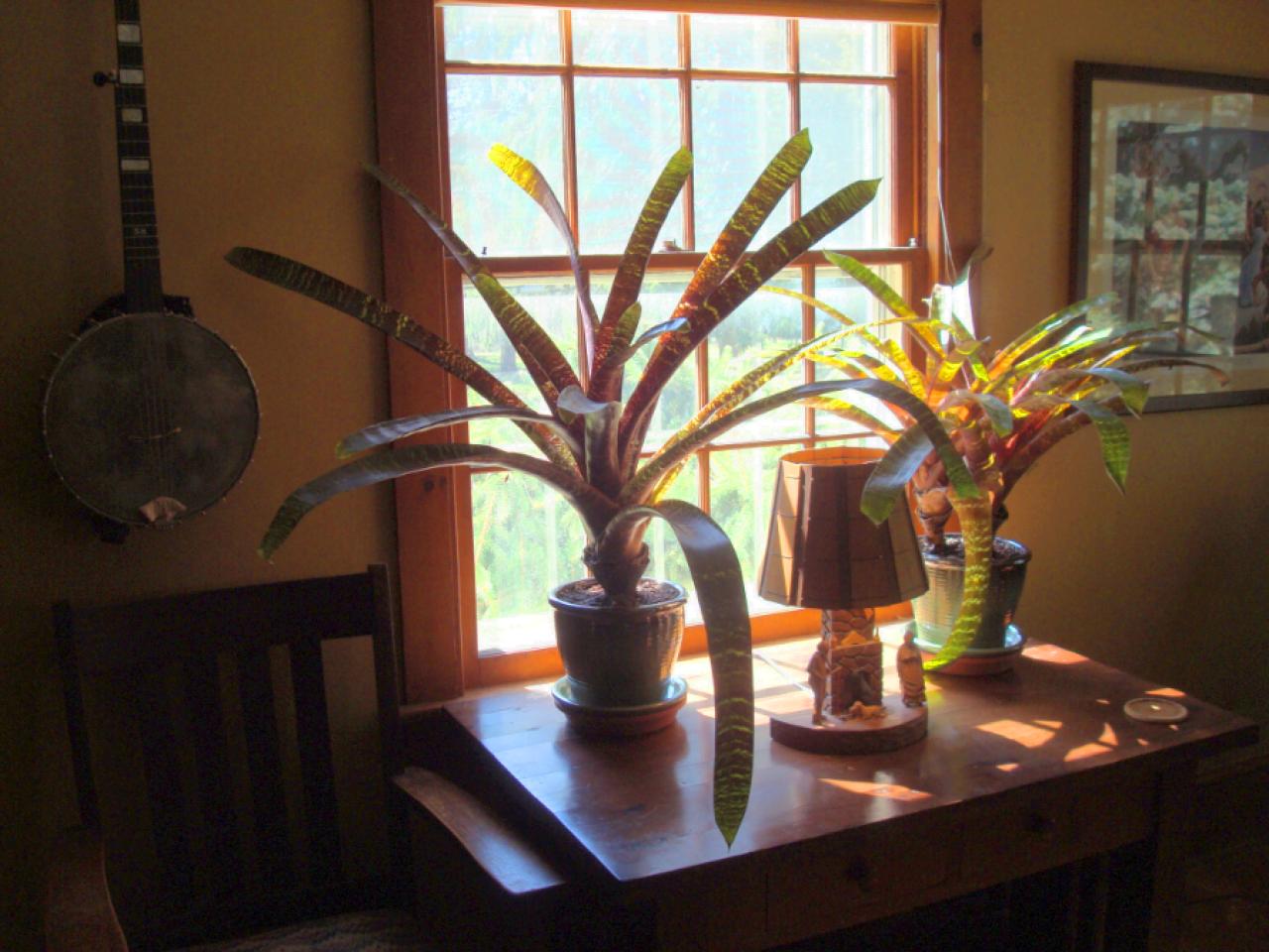 bromeliadsRedChestnutApr2021_repotted_1.jpg