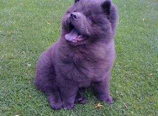 blue chow chow.jpg