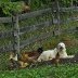Happy Land (Sacred Harp)