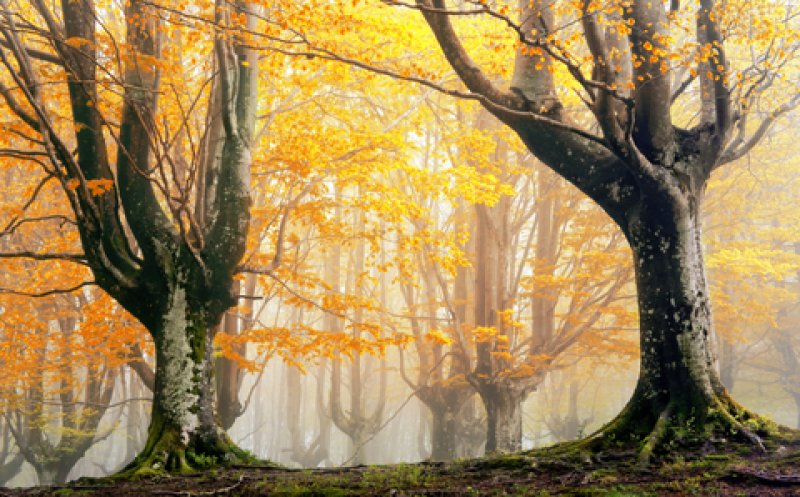 Green Stubble Fields Of Autumn (Coinleach Glas An Fhómhair)