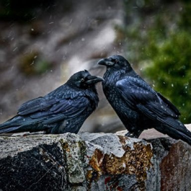 The Blackbird and His Mate