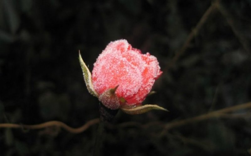 Lo, How a Rose