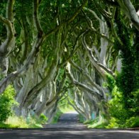 Molly of the Ringlets (Molly na gCuach N&iacute; Chuillean&aacute;in)