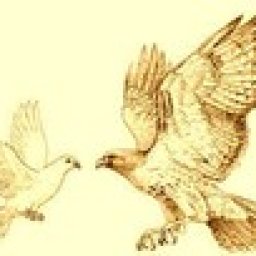Hawk & Dove