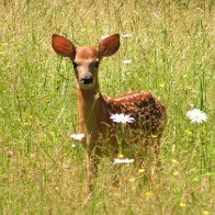 Fawn