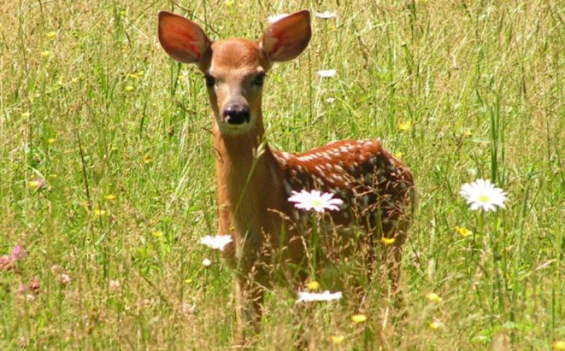 Fawn