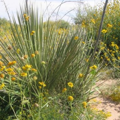 Desert Bloom