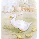 canard