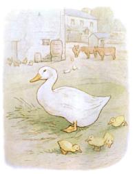 canard