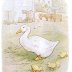 canard